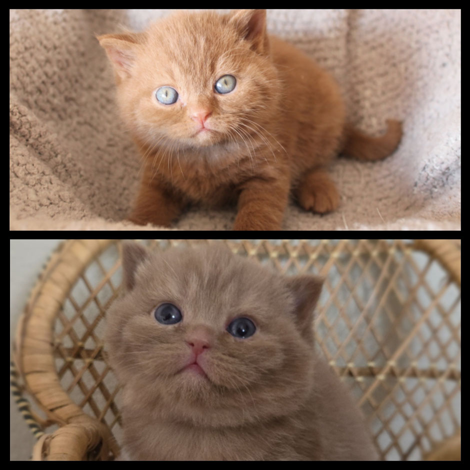 BKH Kitten cinnamon