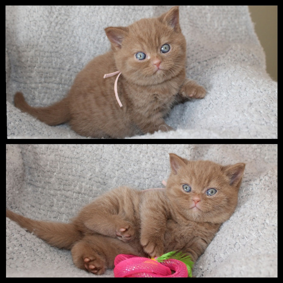 BKH Kitten cinnamon