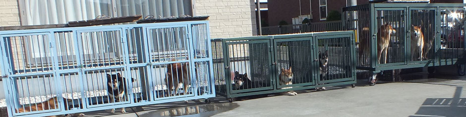 日光浴をしている柴犬たちの画像