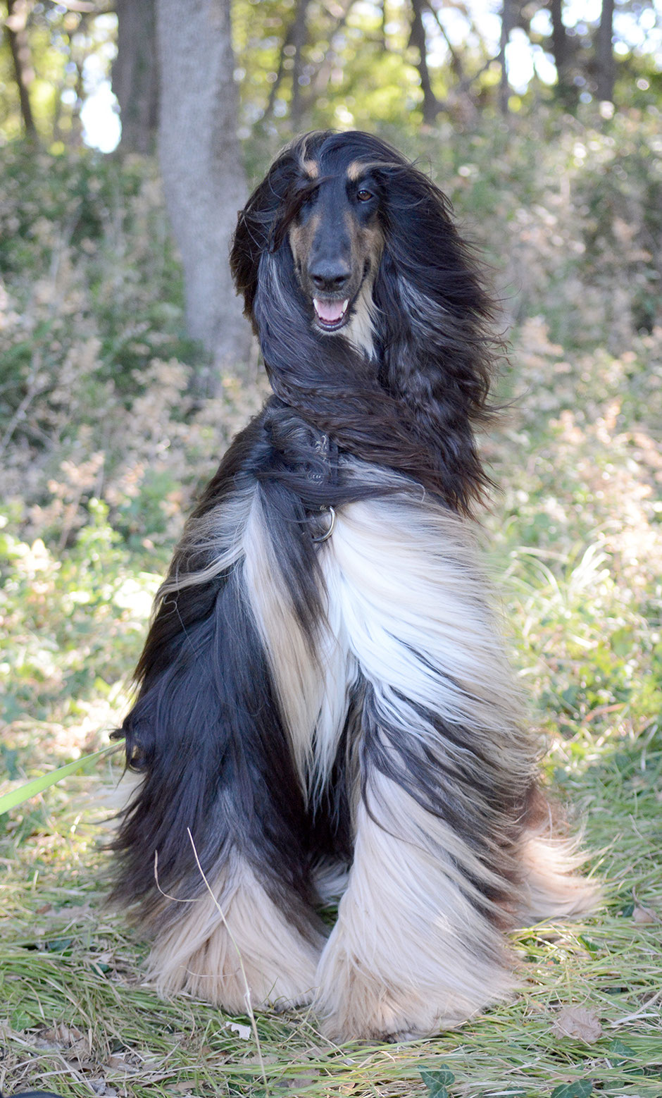 Multi-Ch. Drishaun Black Masquerade