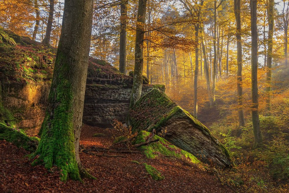 Weil wir ihn lieben. Den Pfälzer Wald. Foto: Christian Fernandez Gamio