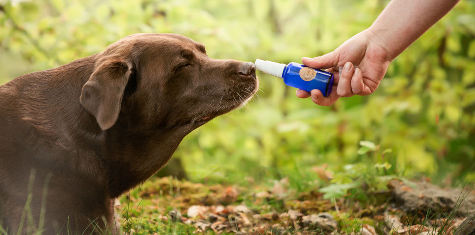 Hund schnuppert am ätherischen Öl, Raindrop Technique für ganzheitliches Wohlbefinden