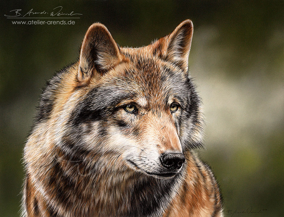 Pastell Portrait malen lassen - Wolf Bild - Wolf Zeichnung - Canis Lupus