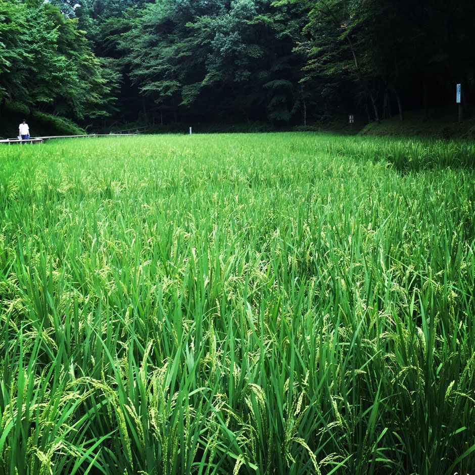 Rice field at Noyamakita Park Tokyo Musashimurayama walking picnic refresh tourist spot TAMA Tourism Promotion - Visit Tama　市立野山北公園　水田　東京都武蔵村山市　散策　ピクニック　リフレッシュ　観光スポット　多摩観光振興会