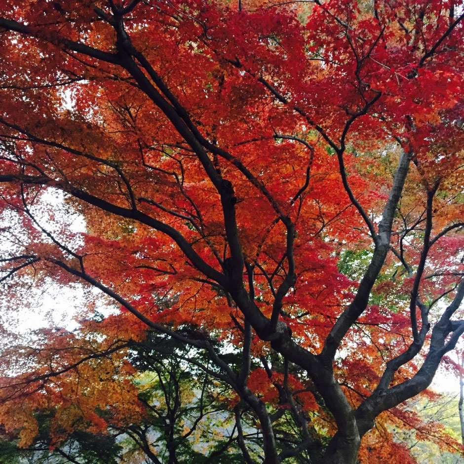 Red Leaves at Kurogane Park Tokyo Kokubunji nature walking historical tourist spot TAMA Tourism Promotion - Visit Tama　黒鐘公園の紅葉　東京都国分寺市　自然　散策　歴史　観光スポット　多摩観光振興会