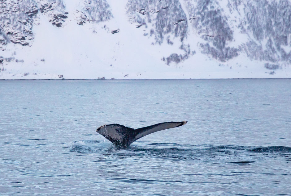 Voir les baleines et les Orques en Norvège, Tromso.  Road trip en van, dans le Nord de la Norvège, en hiver., www.missaventure.com  roadtrip, nature, outdoor and photography.