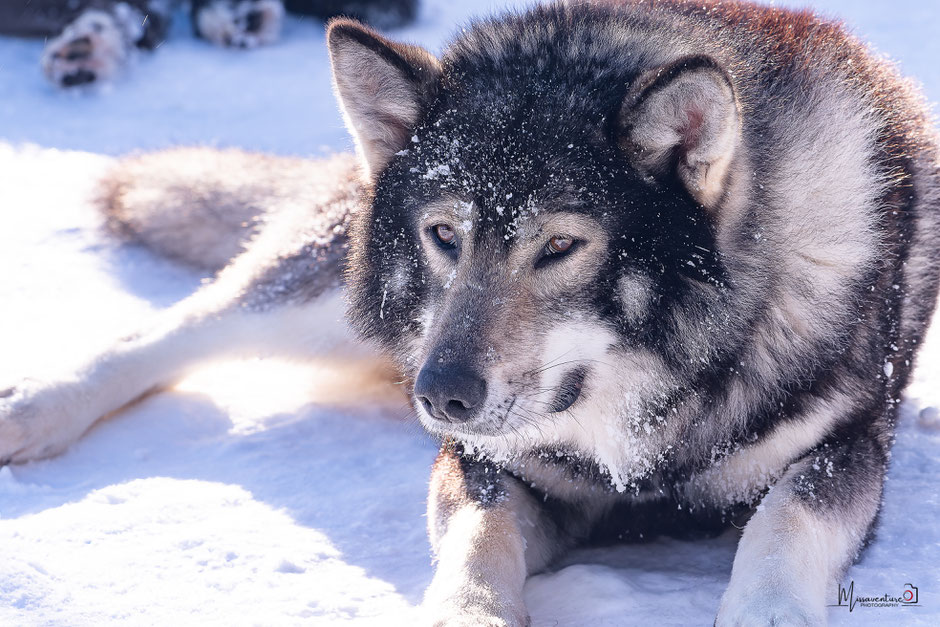 ROAD TRIP EN LAPONIE. TOP 10 DES ACTIVITE A FAIRE EN LAPONIE, FAIRE DU CHIEN DE TRAINEAU, NOS CONSEILS POUR BIEN CHOISIR. www.missaventure.com  roadtrip, outdoor adventures and photographY