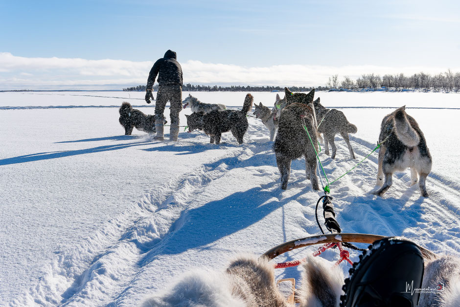 ROAD TRIP EN LAPONIE. TOP 10 DES ACTIVITE A FAIRE EN LAPONIE, FAIRE DU CHIEN DE TRAINEAU, NOS CONSEILS POUR BIEN CHOISIR. www.missaventure.com  roadtrip, outdoor adventures and photography.