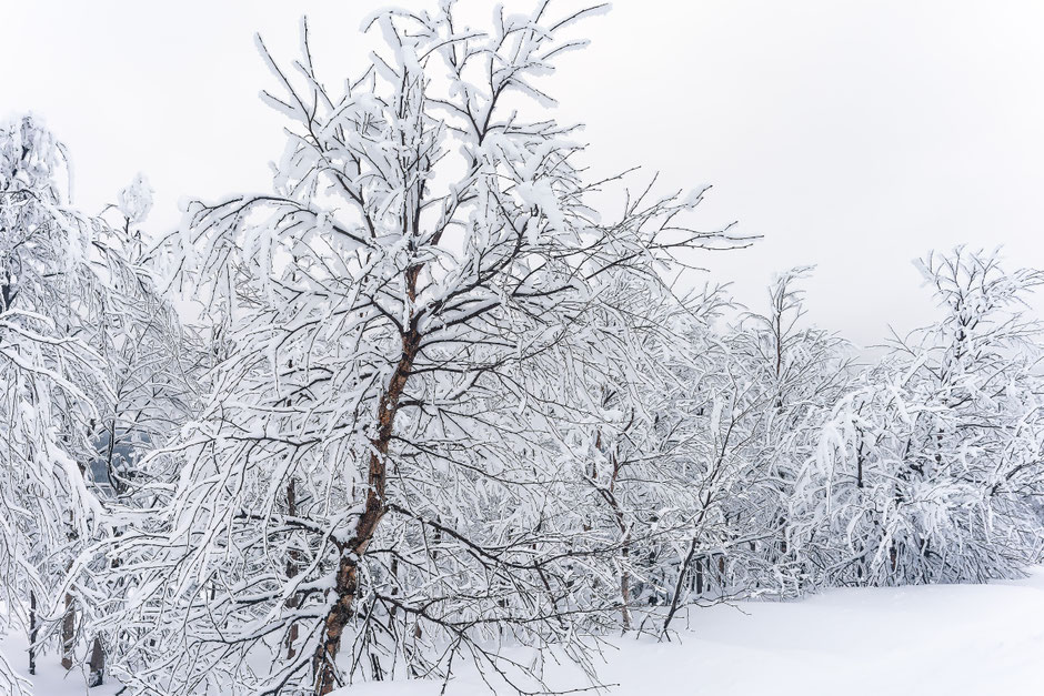 QUOI FAIRE A SALLA, EN LAPONIE, INFOS ET CONSEILS/SALLATUNTURI. www.missaventure.com  roadtrip, nature, and photography.