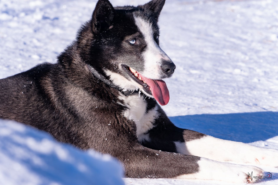 ROAD TRIP EN LAPONIE. TOP 10 DES ACTIVITE A FAIRE EN LAPONIE, FAIRE DU CHIEN DE TRAINEAU, NOS CONSEILS POUR BIEN CHOISIR. www.missaventure.com  roadtrip, nature, outdoor and photographie