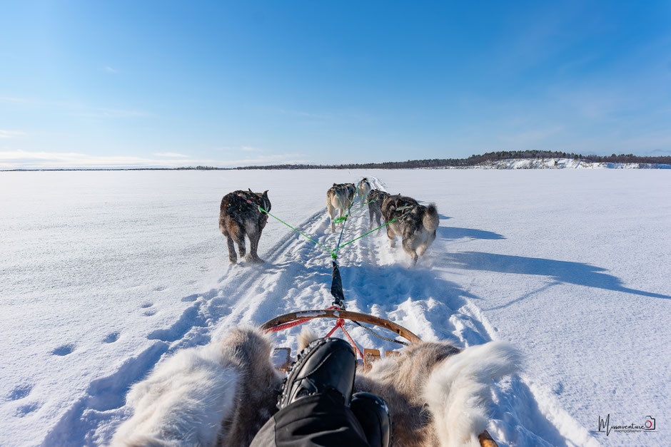 ROAD TRIP EN LAPONIE. QUOI VOIR ET FAIRE À INARI, EN LAPONIE, chien de traineau. www.missaventure.com- PHOTO, ROAD TRIP & TRAVEL ADVENTURES