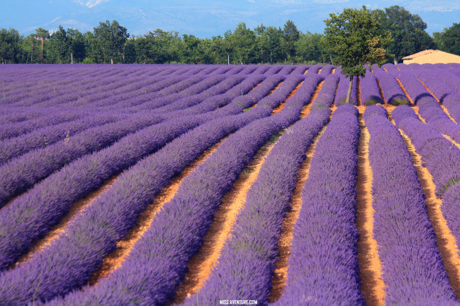 sur la route de lavande, Valensole, PROVENCE, www.missaventure.com. blog voyage d'aventures nature et photos