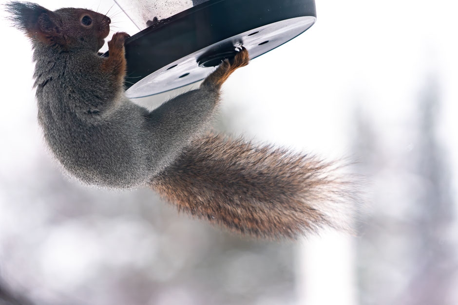 QUOI FAIRE A SALLA, EN LAPONIE, INFOS ET CONSEILS/SE LOGER A SALLA. www.missaventure.com  roadtrip, nature, and photography.