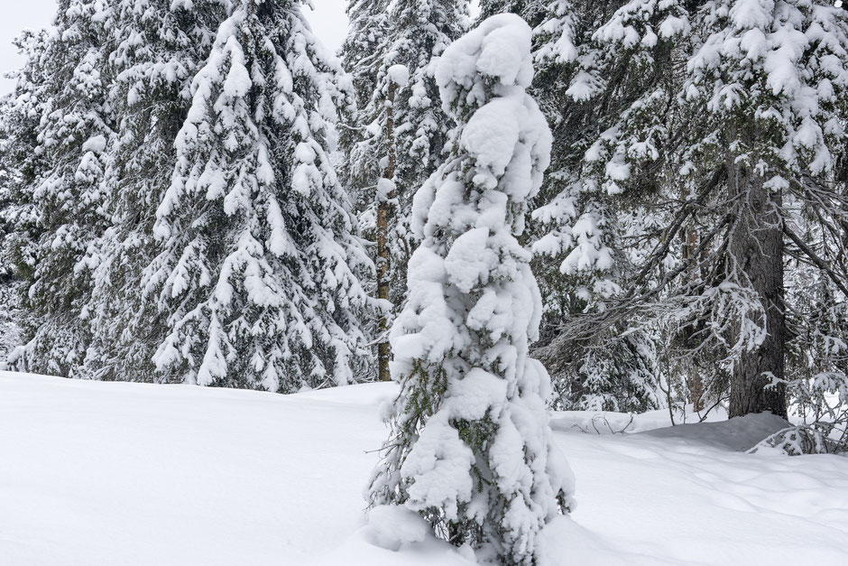 ROAD TRIP EN LAPONIE. 3 randos à faire à Ruka/Kuusamo et où se loger?. www.missaventure.com/ road-trip, nature et photographie