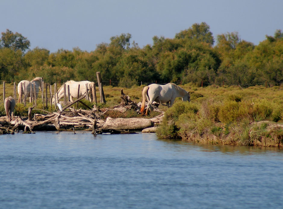 week end nature en Camargue. www.missaventure.com blog d'aventures, nature et photos. chevaux camaguais