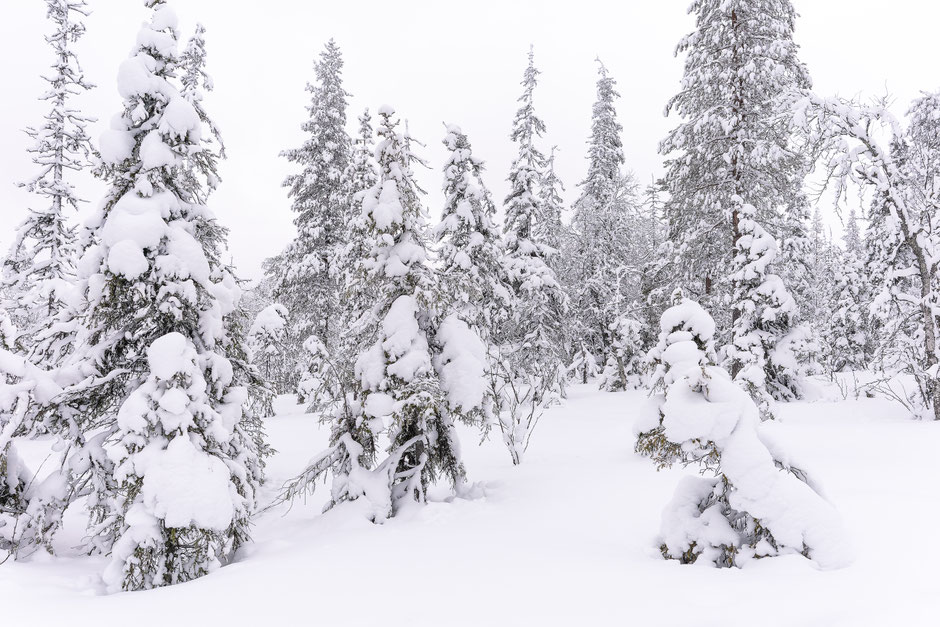 QUOI FAIRE A SALLA, EN LAPONIE, INFOS ET CONSEILS/TAIVAAN TAVOITTELIJAN. www.missaventure.com  roadtrip, nature, and photography.