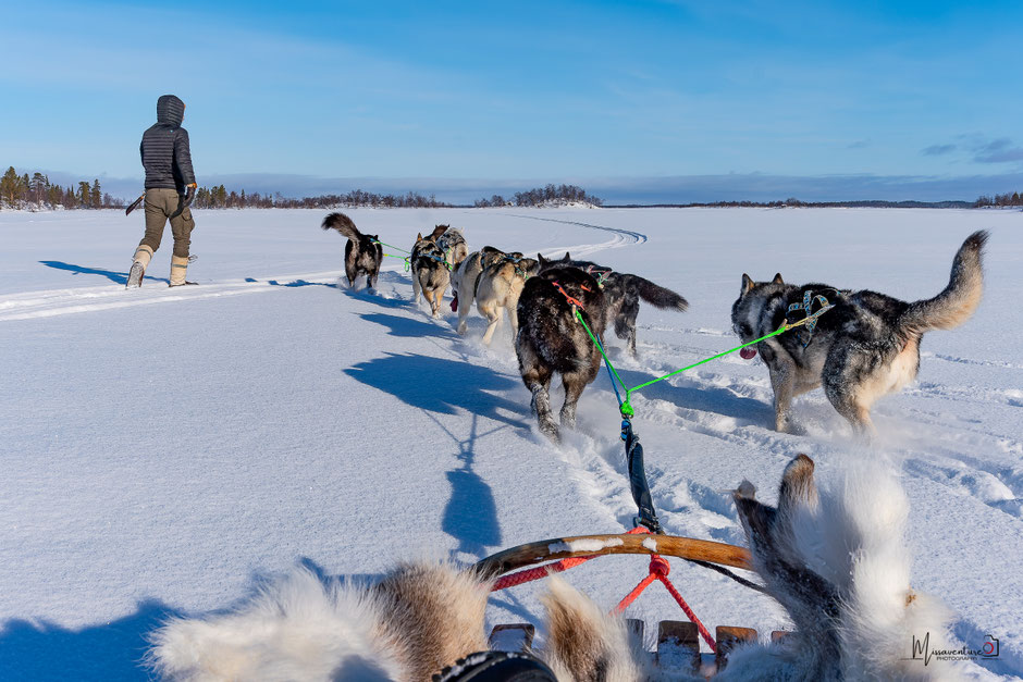 Chien de traineau, oui! mais de façon éthique.