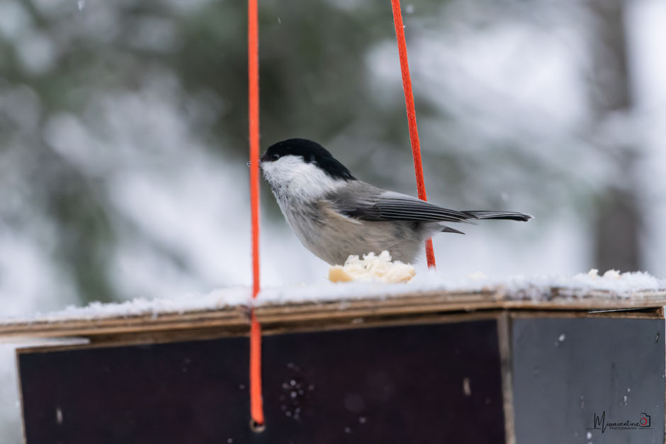 ROAD TRIP EN LAPONIE. 3 randos à faire à Ruka/Kuusamo et où se loger?. www.missaventure.com/ road-trip, nature et photographie