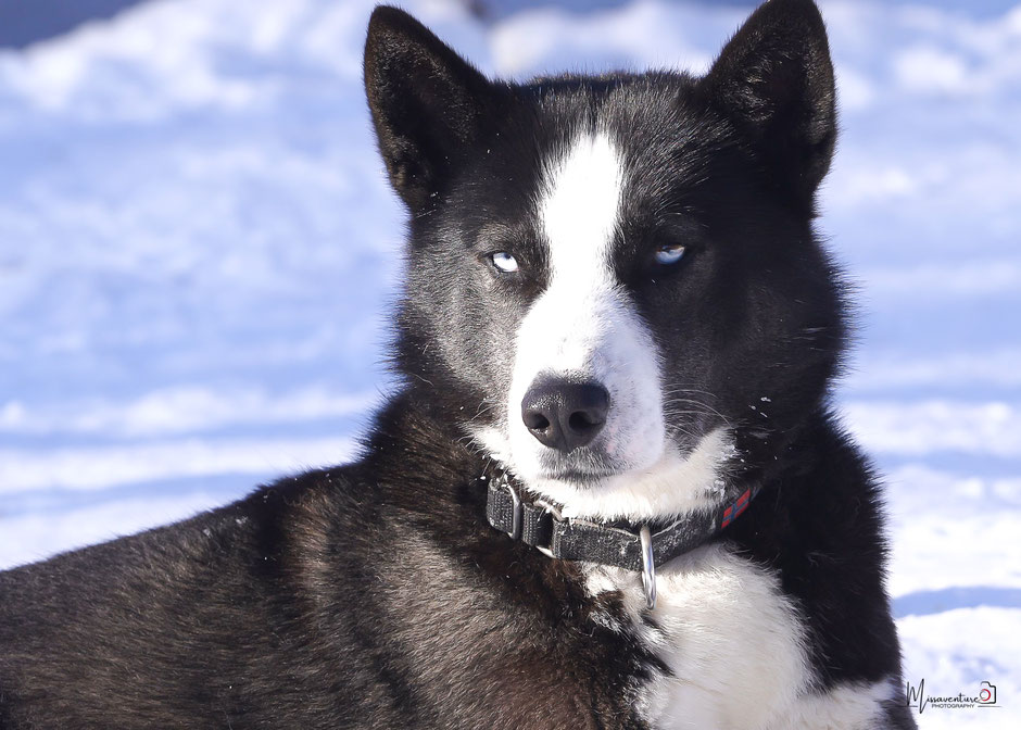 ROAD TRIP EN LAPONIE. TOP 10 DES ACTIVITE A FAIRE EN LAPONIE, FAIRE DU CHIEN DE TRAINEAU, NOS CONSEILS POUR BIEN CHOISIR. www.missaventure.com  roadtrip, nature, outdoor and photographie