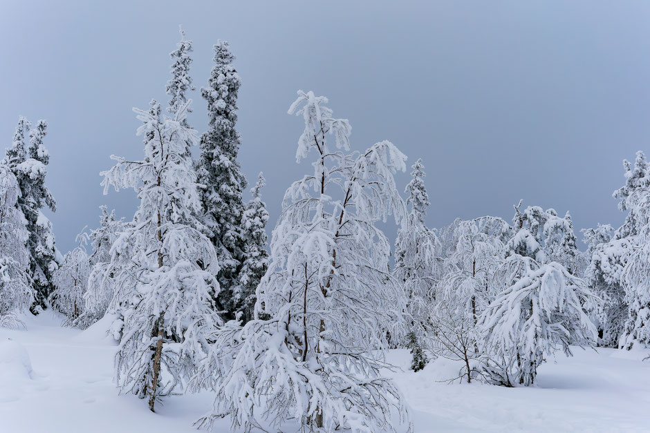 QUOI FAIRE A SALLA, EN LAPONIE, INFOS ET CONSEILS/TAIVAAN TAVOITTELIJAN. www.missaventure.com  roadtrip, nature, and photography.
