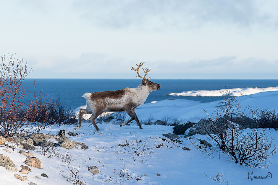 ROAD TRIP EN LAPONIE. TOP 10 DES ACTIVITE A FAIRE EN LAPONIE, où voir des rennes?. www.missaventure.com  roadtrip, nature, outdoor and photographie