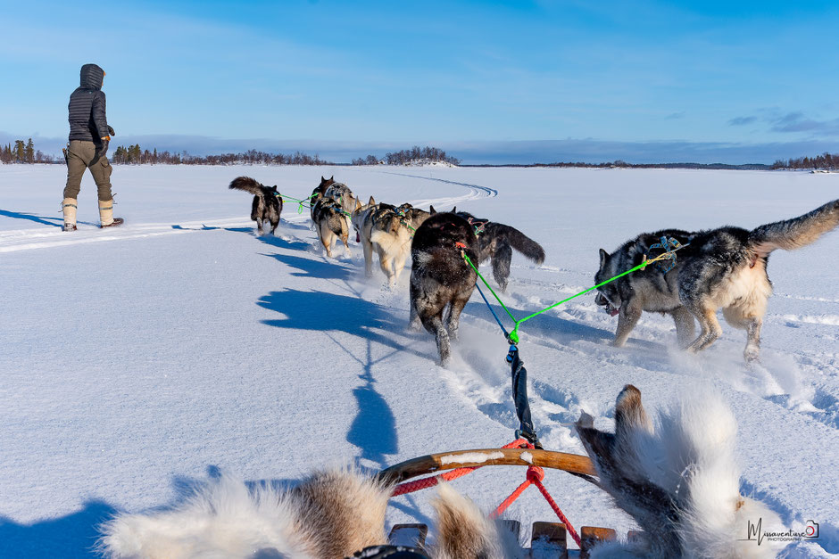 ROAD TRIP EN LAPONIE. QUOI VOIR ET FAIRE À INARI, EN LAPONIE, chien de traineau. www.missaventure.com- PHOTO, ROAD TRIP & TRAVEL ADVENTURES