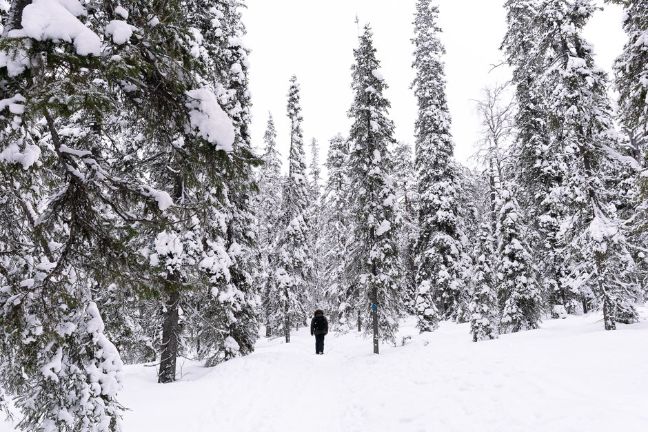 QUOI FAIRE A SALLA, EN LAPONIE, INFOS ET CONSEILS/TAIVAAN TAVOITTELIJAN. www.missaventure.com  roadtrip, nature, and photography.