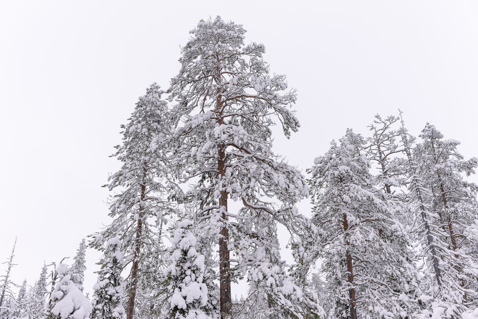QUOI FAIRE A SALLA, EN LAPONIE, INFOS ET CONSEILS/TAIVAAN TAVOITTELIJAN. www.missaventure.com  roadtrip, nature, and photography.