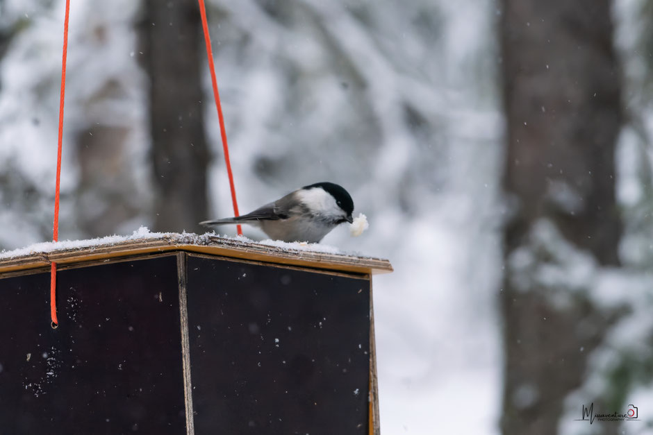 ROAD TRIP EN LAPONIE. 3 randos à faire à Ruka/Kuusamo et où se loger?. www.missaventure.com/ road-trip, nature et photographie