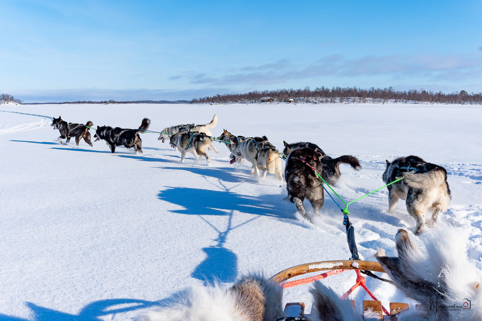 ROAD TRIP EN LAPONIE. TOP 10 DES ACTIVITE A FAIRE EN LAPONIE, FAIRE DU CHIEN DE TRAINEAU, NOS CONSEILS POUR BIEN CHOISIR. www.missaventure.com  roadtrip, outdoor adventures and photography.