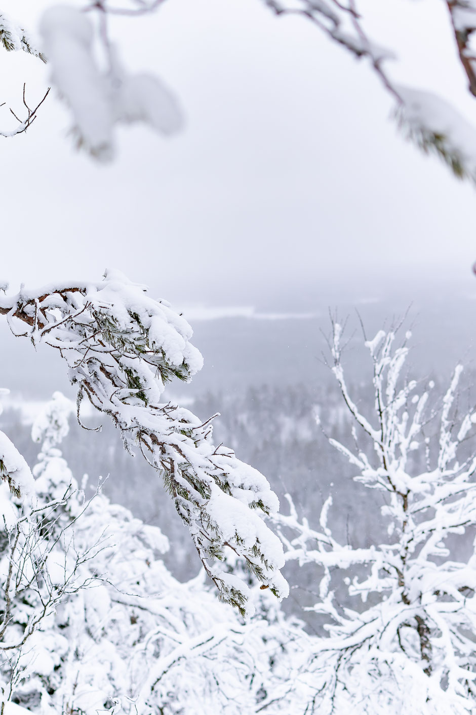 ROAD TRIP EN LAPONIE. 3 randos à faire à Ruka/Kuusamo et où se loger?. www.missaventure.com/ road-trip, nature et photographie
