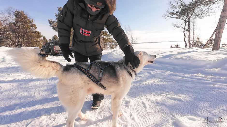 ROAD TRIP EN LAPONIE. TOP 10 DES ACTIVITE A FAIRE EN LAPONIE, FAIRE DU CHIEN DE TRAINEAU, NOS CONSEILS POUR BIEN CHOISIR. www.missaventure.com  roadtrip, outdoor adventures and photographY