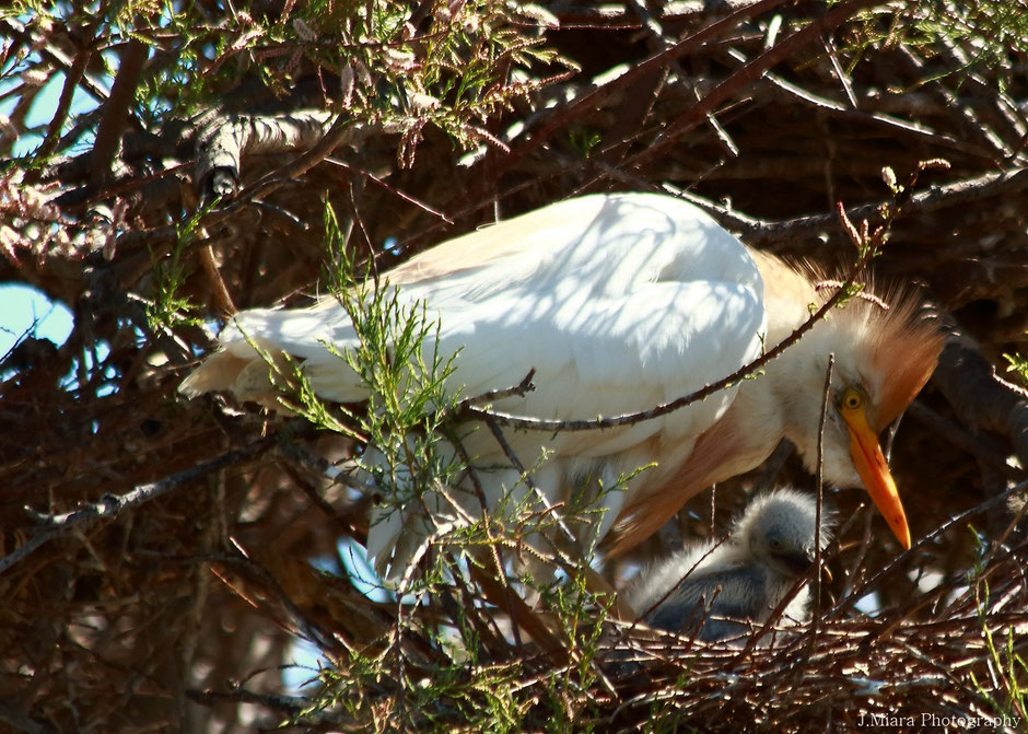 Camargue, www.missaventure.com. blog aventures, nature et photo. aigrette garde boeuf et son petit