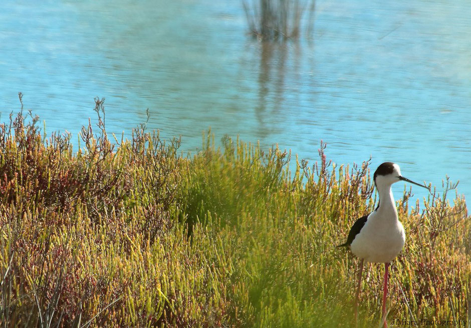 week end nature en Camargue. www.missaventure.com blog d'aventures, nature et photos. chevalier cul blanc, reserve du Scamandre