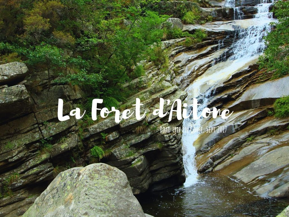 la foret d'aitone, CORSE. www.missaventure.com. blog voyage d'aventures nature et photo. Road Trip Corse du Nord au Sud
