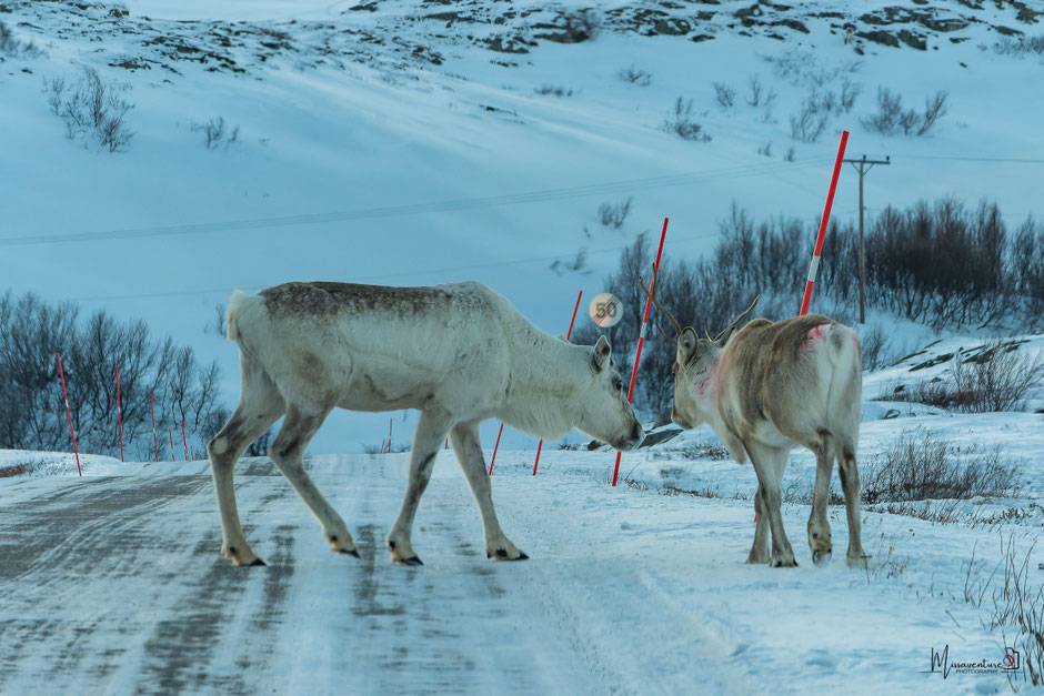 ROAD TRIP EN LAPONIE. TOP 10 DES ACTIVITE A FAIRE EN LAPONIE, où voir des rennes?. www.missaventure.com  roadtrip, nature, outdoor and photographie