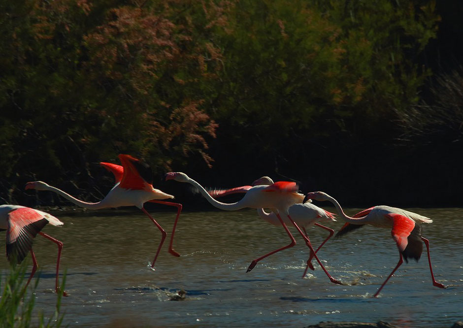 week end nature en Camargue. www.missaventure.com blog d'aventures, nature et photos. parc ornithologique du Pont de Gau