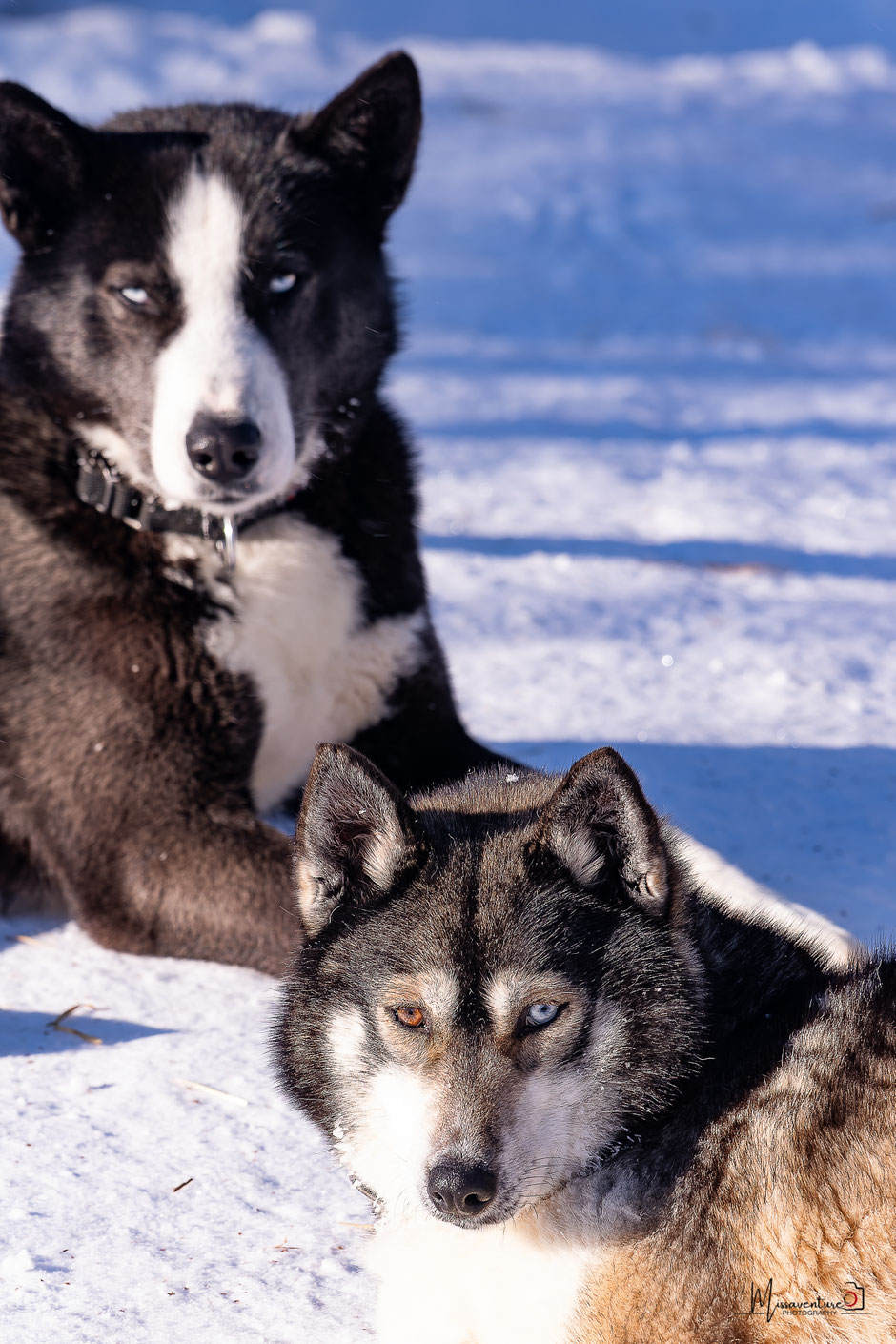 ROAD TRIP EN LAPONIE. TOP 10 DES ACTIVITE A FAIRE EN LAPONIE, FAIRE DU CHIEN DE TRAINEAU, NOS CONSEILS POUR BIEN CHOISIR. www.missaventure.com  roadtrip, outdoor adventures and photographY
