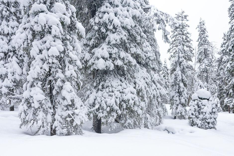 ROAD TRIP EN LAPONIE. 3 randos à faire à Ruka/Kuusamo et où se loger?. www.missaventure.com/ road-trip, nature et photographie