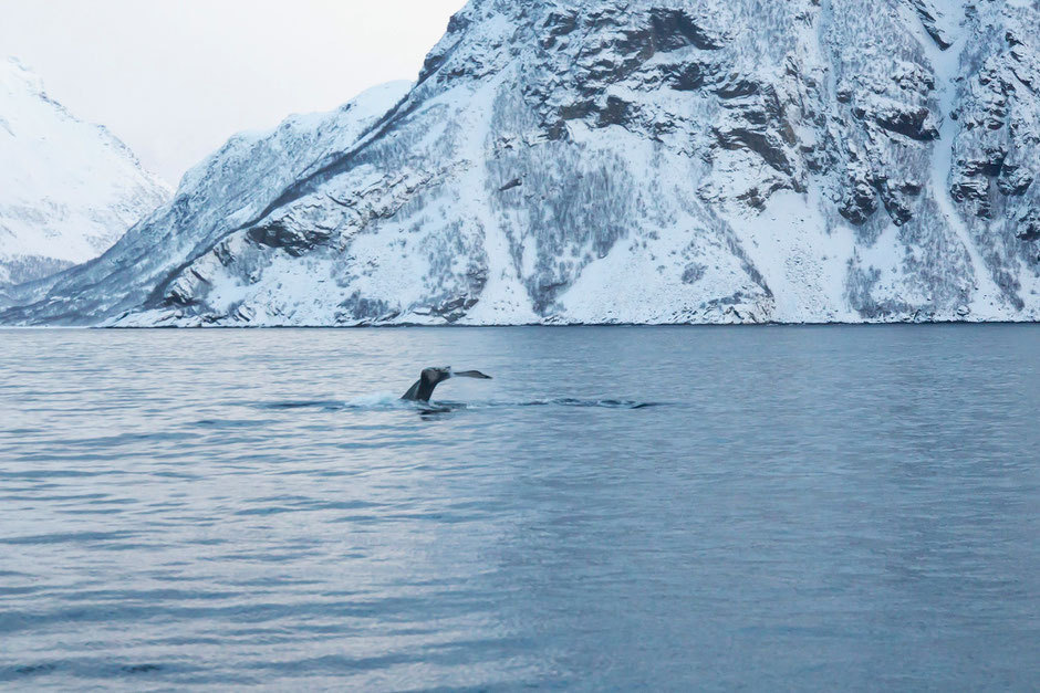 Baleine à bosse, en vue!