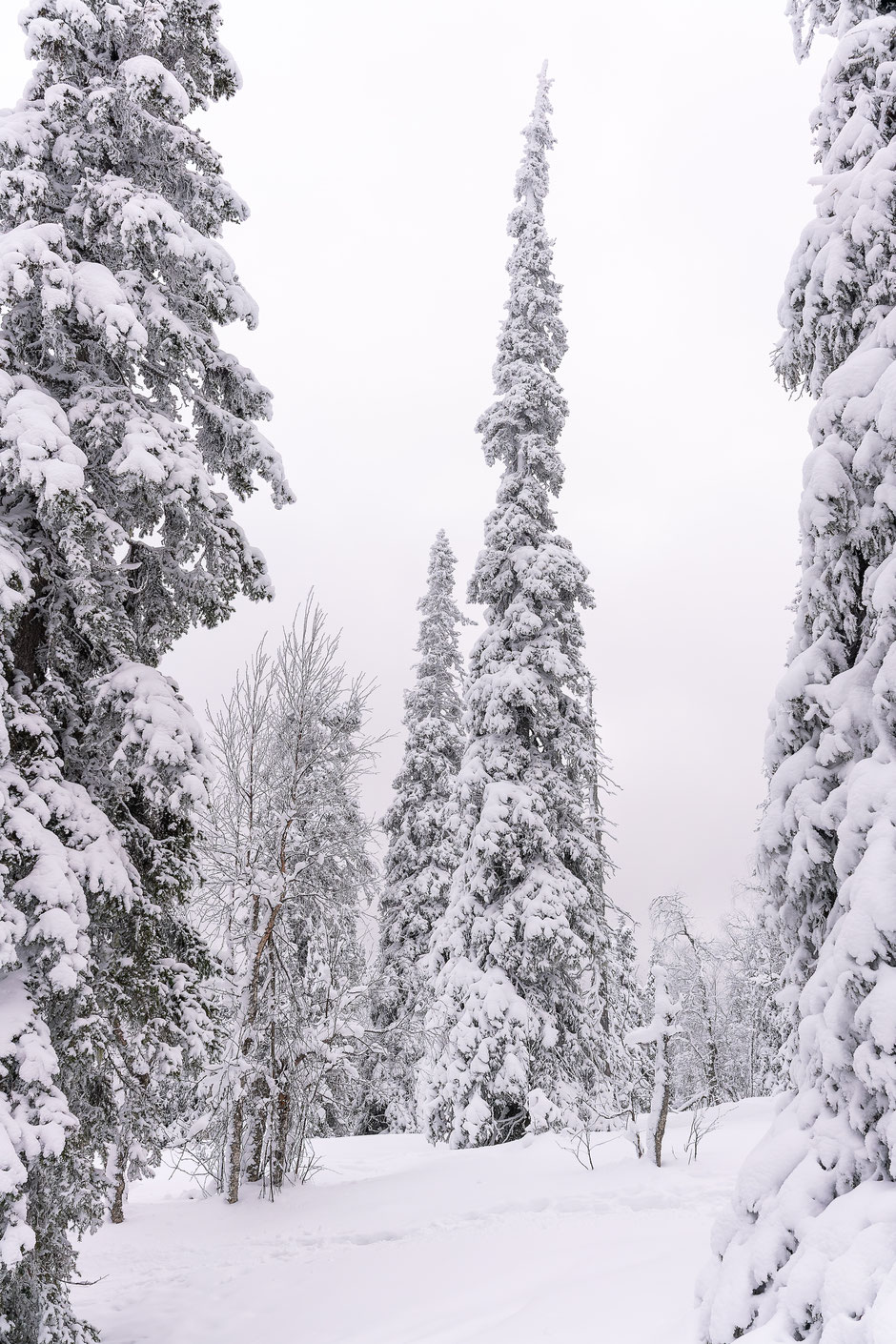 QUOI FAIRE A SALLA, EN LAPONIE, INFOS ET CONSEILS/TAIVAAN TAVOITTELIJAN. www.missaventure.com  roadtrip, nature, and photography.