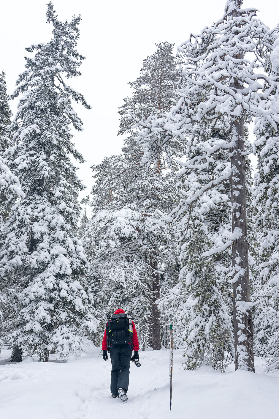 ROAD TRIP EN LAPONIE. 3 randos à faire à Ruka/Kuusamo et où se loger?. www.missaventure.com/ road-trip, nature et photographie