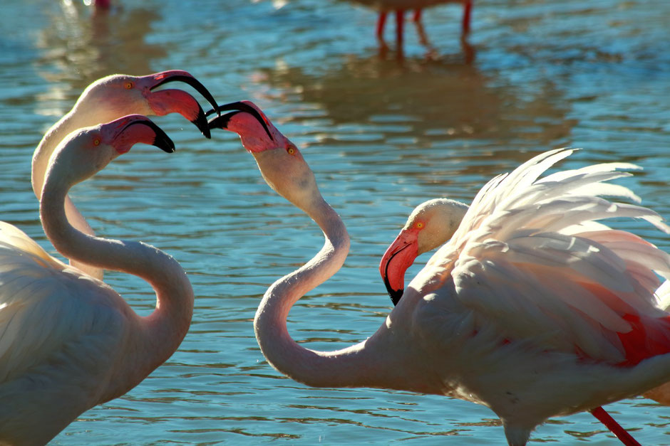 week end nature en Camargue. www.missaventure.com blog d'aventures, nature et photos. flamants parc ornithologique du pont de Gau