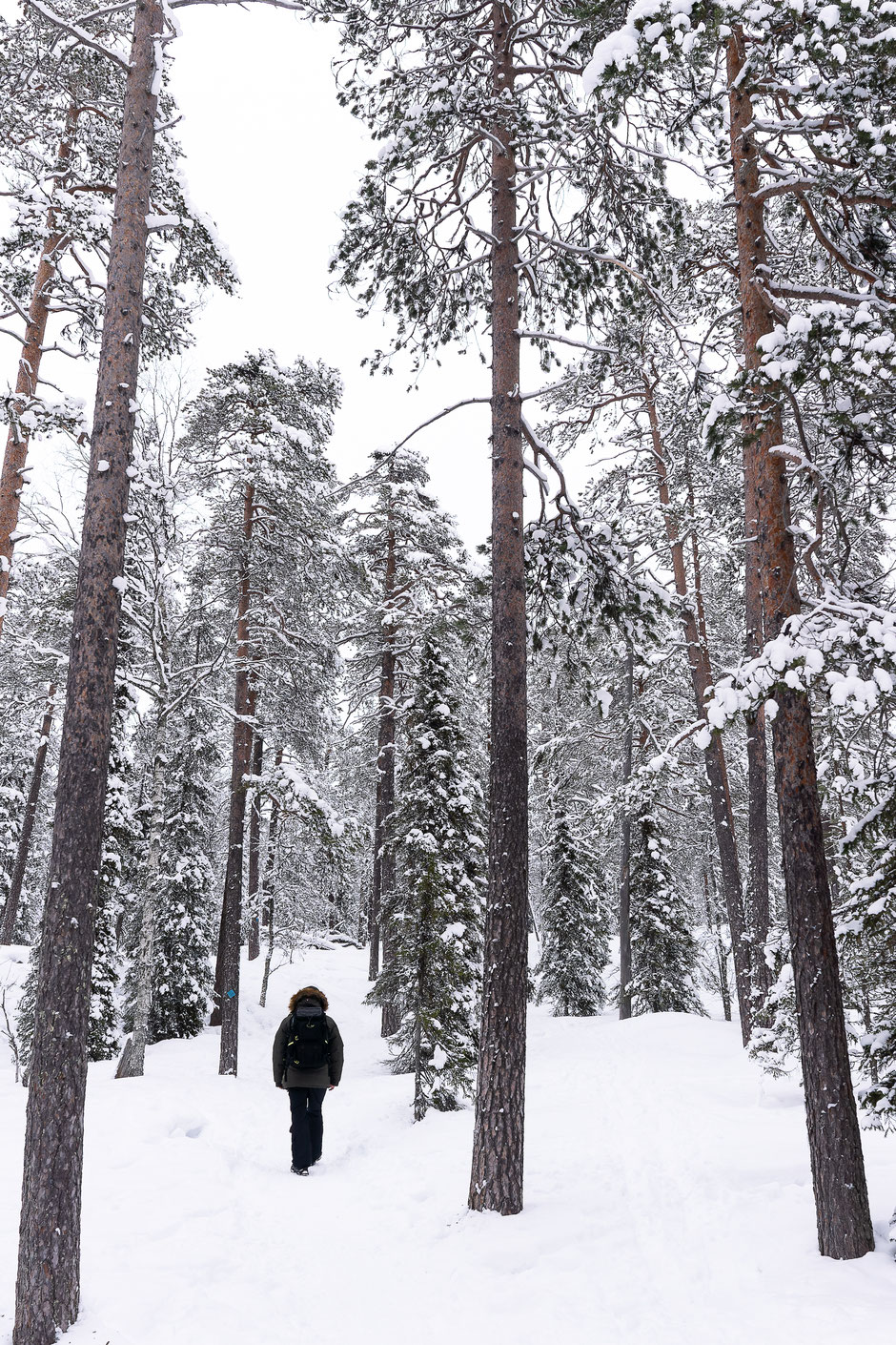 QUOI FAIRE A SALLA, EN LAPONIE, INFOS ET CONSEILS/TAIVAAN TAVOITTELIJAN. www.missaventure.com  roadtrip, nature, and photography.