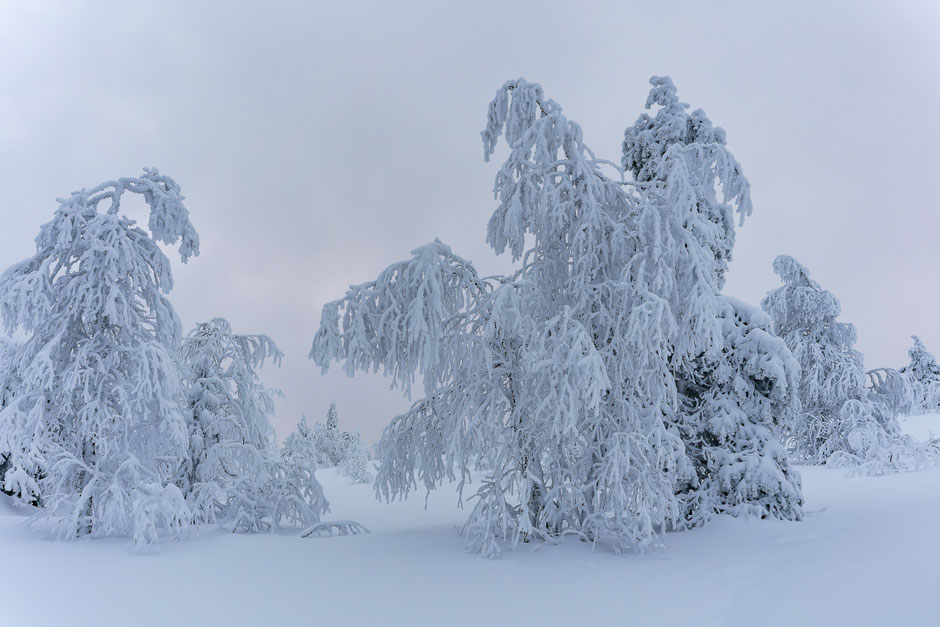 QUOI FAIRE A SALLA, EN LAPONIE, INFOS ET CONSEILS/TAIVAAN TAVOITTELIJAN. www.missaventure.com  roadtrip, nature, and photography.