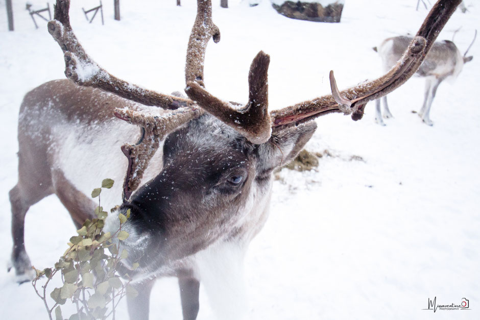 ROAD TRIP EN LAPONIE. TOP 10 DES ACTIVITE A FAIRE EN LAPONIE, rencontre avec les rennes. www.missaventure.com  roadtrip, nature, outdoor and photographie