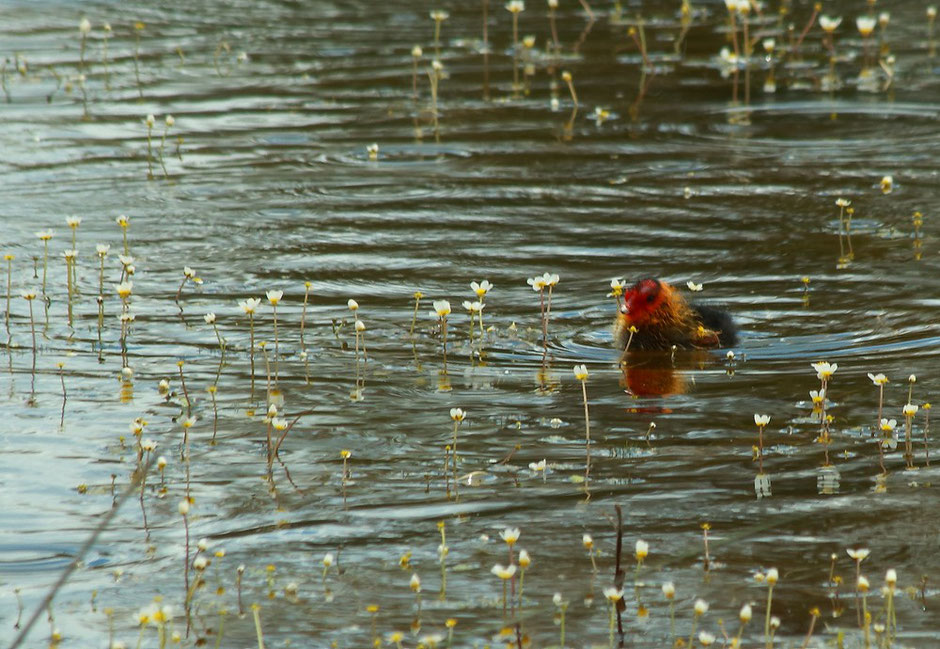 week end nature en Camargue. www.missaventure.com blog d'aventures, nature et photos. réserve du Scamandre foulque et ses bebes