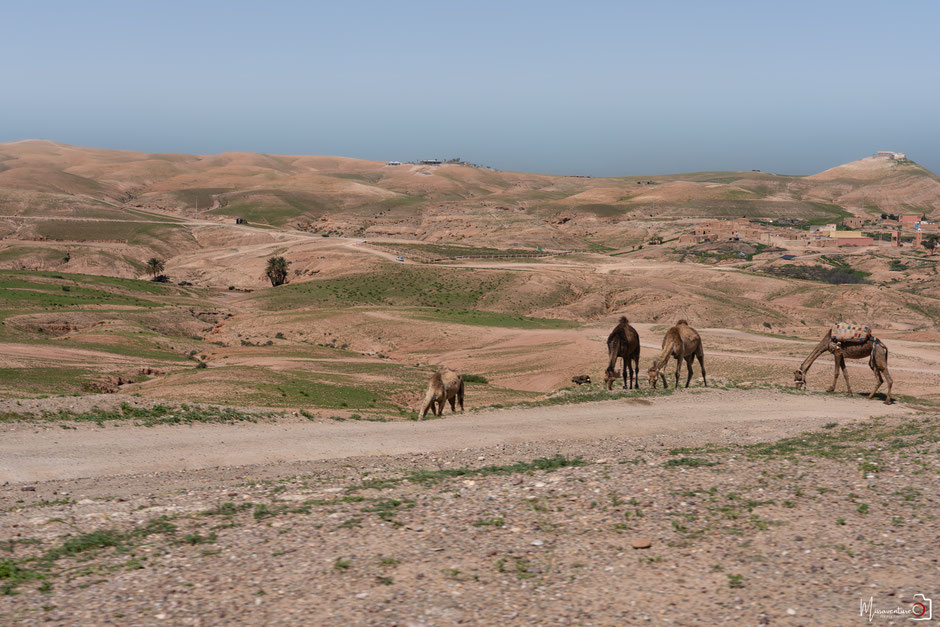 RAID BUGGY AU MAROC, une aventure de dingue au cœur de l'atlas. JOUR 1, d'Agafay aux contreforts de l'Atlas. missaventure, blog road trip, overland 4x4 et nature.