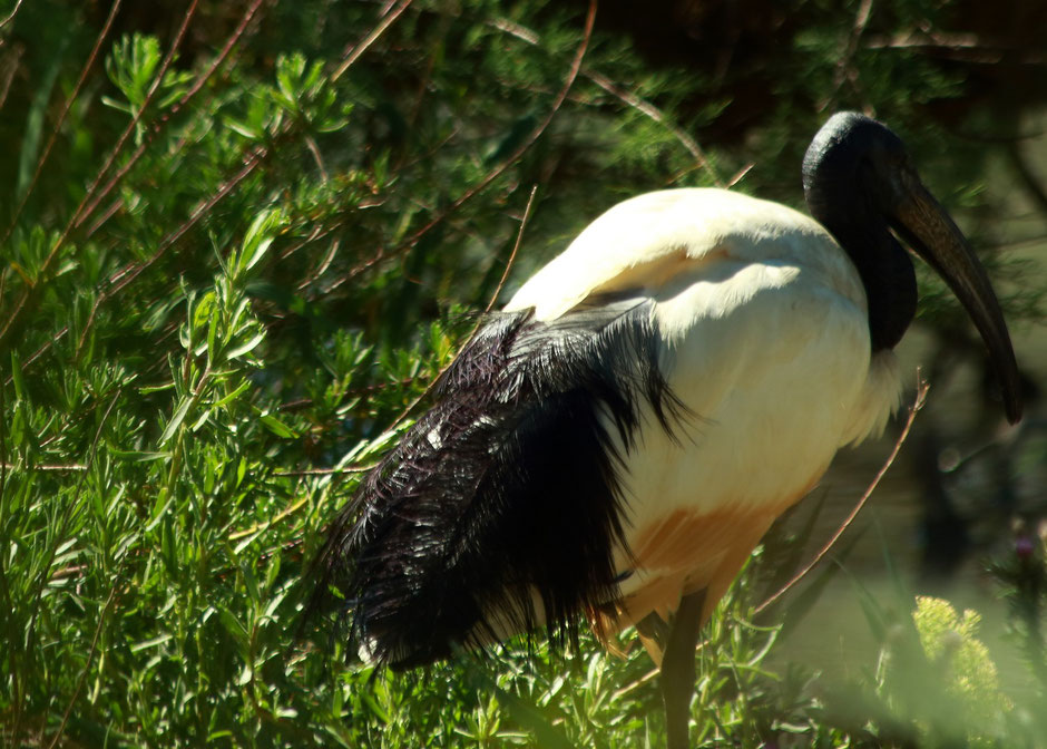 week end nature en Camargue. www.missaventure.com blog d'aventures, nature et photos. parc ornithologique du Pont de Gau