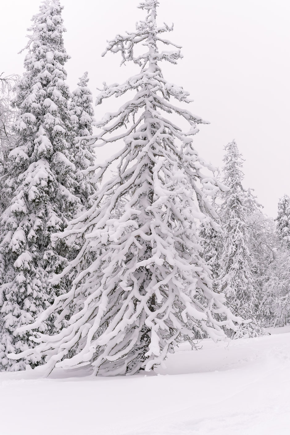 QUOI FAIRE A SALLA, EN LAPONIE, INFOS ET CONSEILS/TAIVAAN TAVOITTELIJAN. www.missaventure.com  roadtrip, nature, and photography.